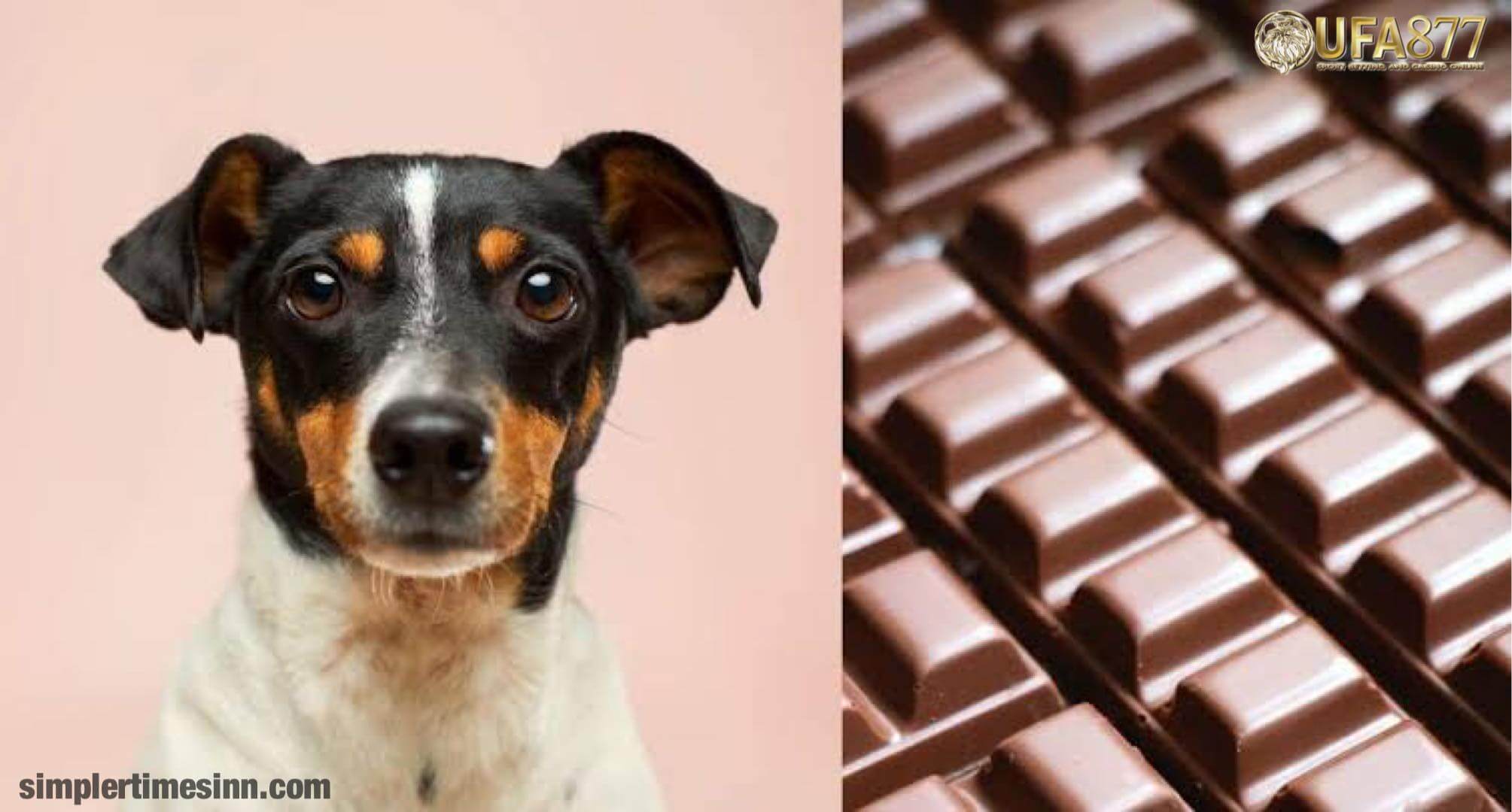 ทำไมสุนัข ถึงกินช็อกโกแลตไม่ได้?