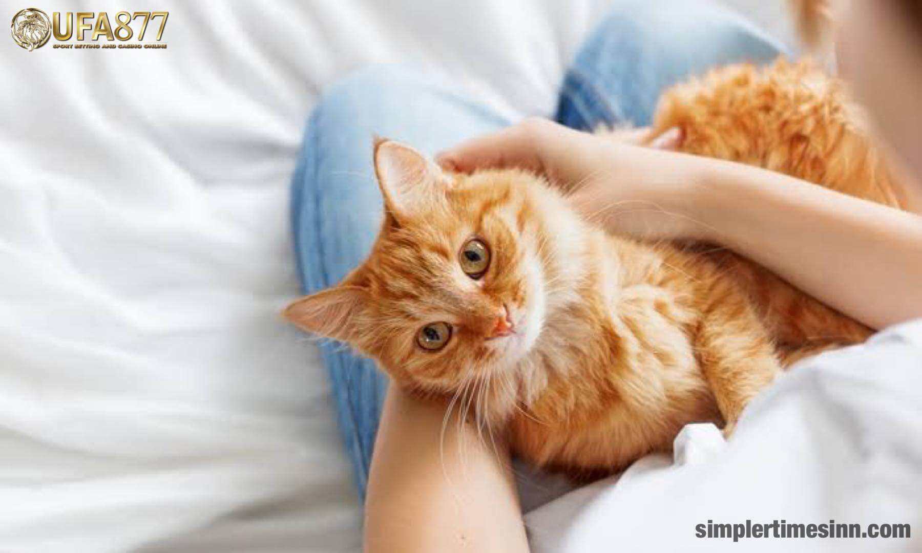 โรคเยื่อบุช่องท้องอักเสบในแมว อันตรายไหม?