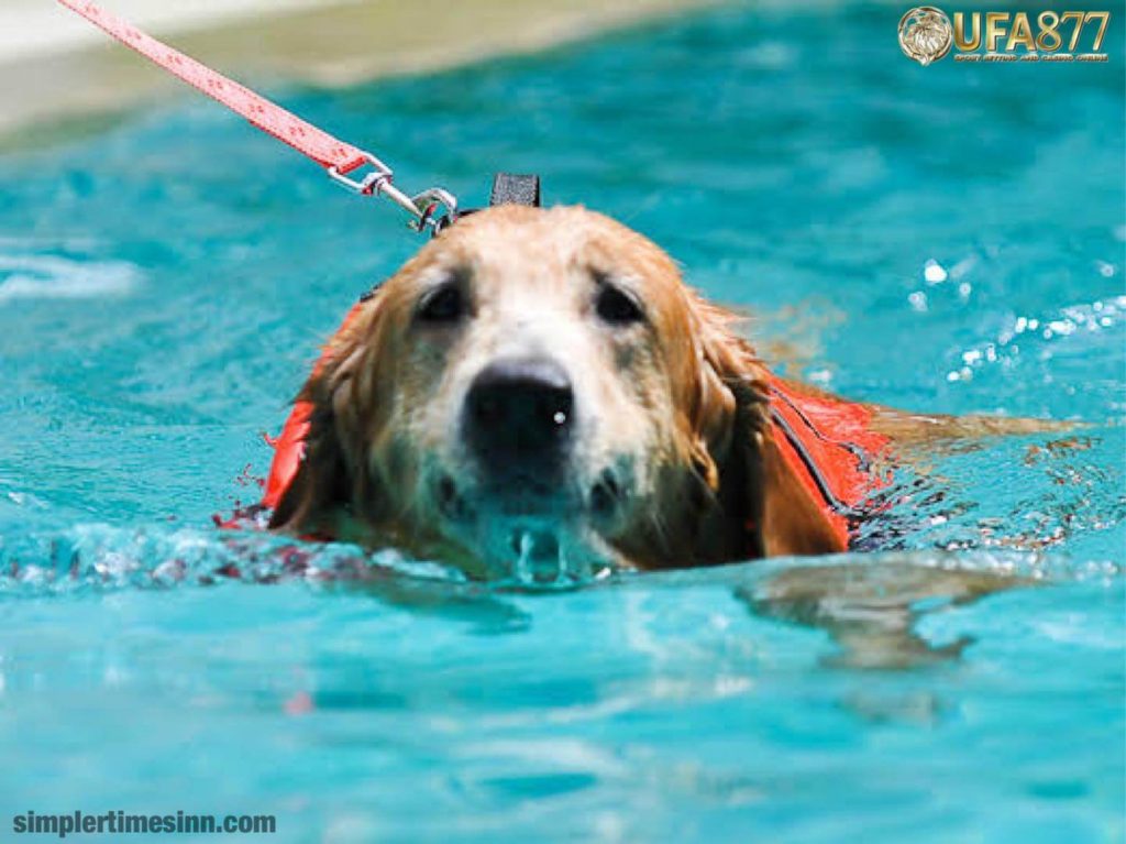 ประโยชน์ของการว่ายน้ำ สำหรับสุนัข