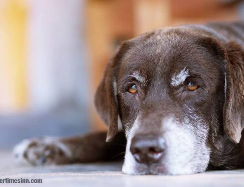 วิธีสังเกตอาการ เจ็บปวดในสุนัขสูงวัย