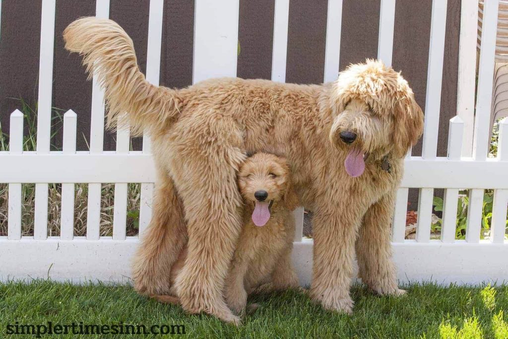 ในช่วงไม่กี่ปีที่ผ่านมา Mini Goldendoodle สุนัขดีไซน์เนอร์ได้รับความนิยมเพิ่มขึ้นอย่างมาก สุนัขดีไซเนอร์เป็นสัตว์ลูกผสมที่เกิดจาก