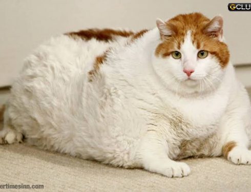 โรคเบาหวานในแมว