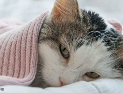 ภาวะอุณหภูมิร่างกายต่ำ ในแมว