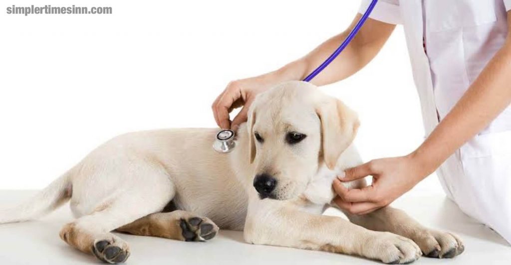 โรคลมบ้าหมูในสุนัข เป็นโรคที่พบได้บ่อยและซับซ้อน ซึ่งกิจกรรมทางไฟฟ้าแบบซิงโครนัสอย่างกะทันหัน ผิดปกติ หรือมากเกินไปในสมองทำให้เกิดอาการชัก