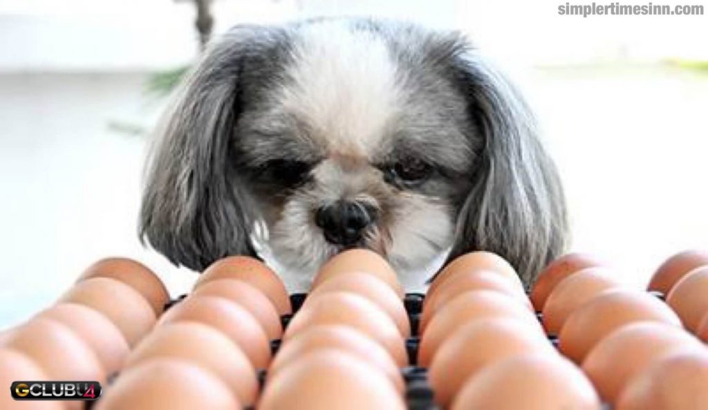  สุนัขสามารถกินไข่ ได้หรือไม่? เพราะไข่มีคุณค่าทางโภชนาการสำหรับทั้งคนและสุนัข ไข่สามารถนำมาเป็นขนมอร่อยหรืออาหารเช้าได้มากมาย