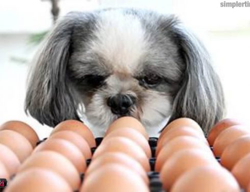 สุนัขสามารถกินไข่ ได้หรือไม่?