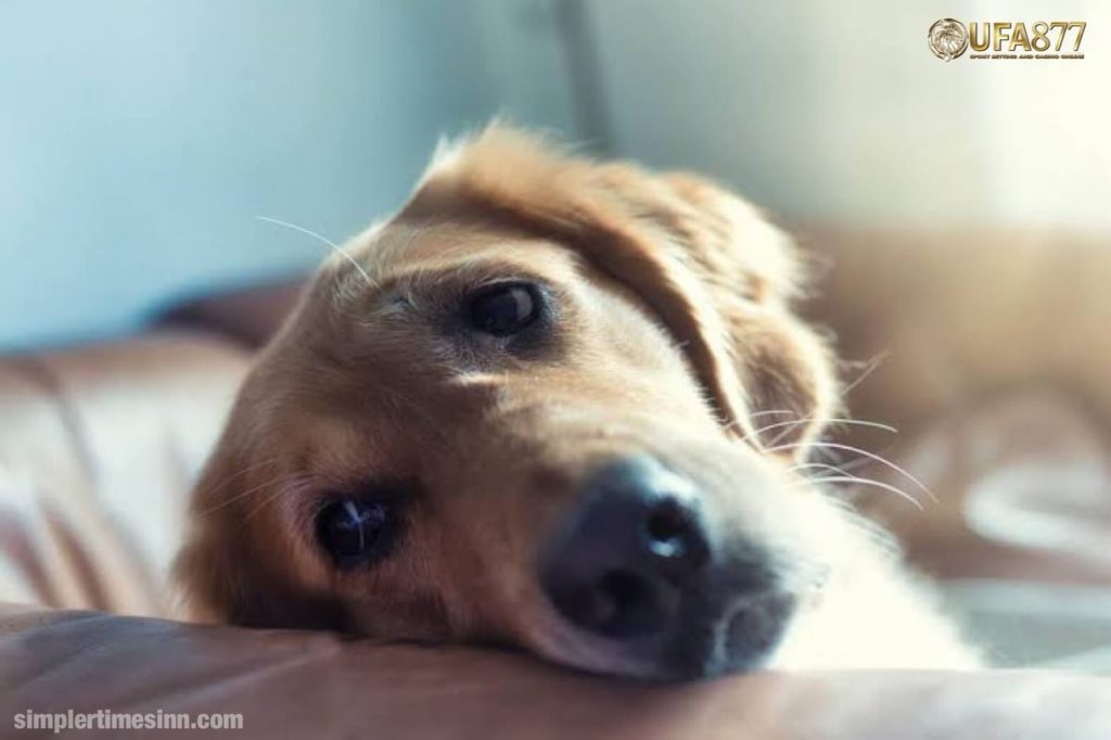 โรคข้อเข่าเสื่อมในสุนัข เป็นรูปแบบที่พบบ่อยที่สุดของโรคข้ออักเสบในสุนัข และเป็นโรคข้อเสื่อมที่นำไปสู่การเสื่อมสภาพอย่างถาวรของกระดูกอ่อน