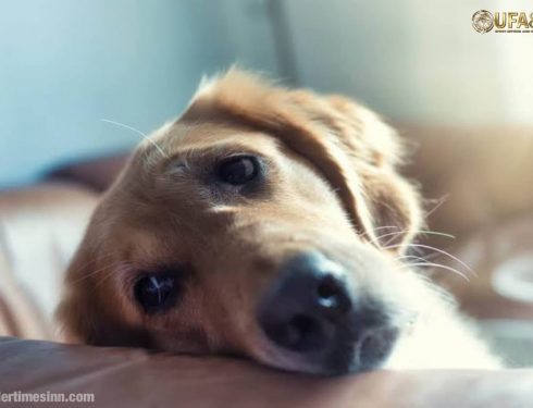 โรคข้อเข่าเสื่อมในสุนัข สามารถรักษาได้หรือไม่?