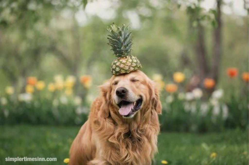 สับปะรดเป็นผลไม้ที่ชื่นชอบของใครหลายคน มันมีรสฝาด หวาน และเปรี้ยว สุนัขสามารถกินสับปะรด ได้เช่นกัน แต่ในปริมาณที่พอเหมาะ 