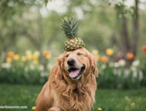 สุนัขสามารถกินสับปะรด ได้หรือไม่?