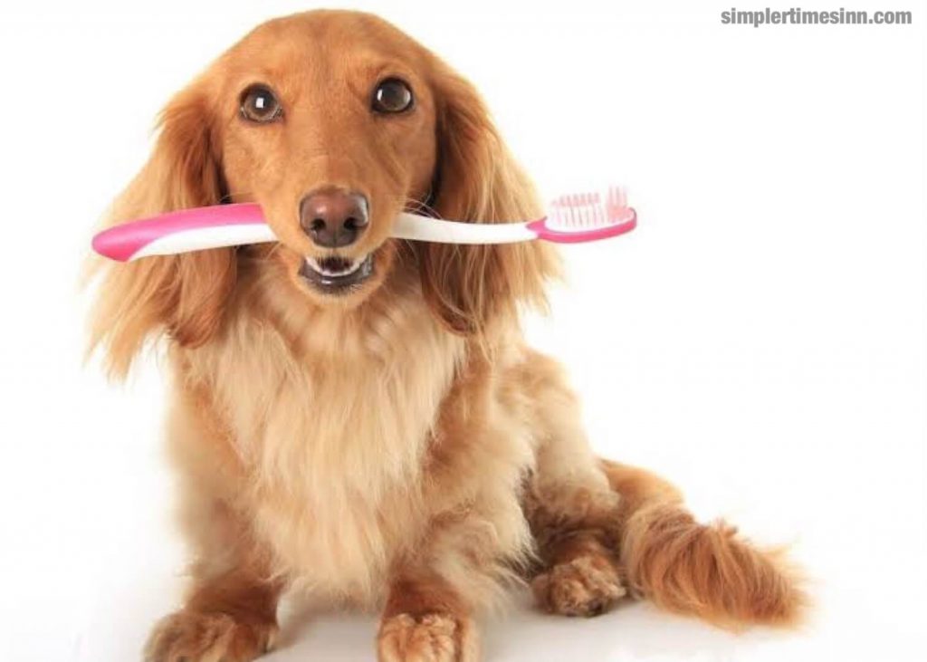 สิ่งสำคัญและมักถูกมองข้ามในการเป็นเจ้าของสุนัขคือ วิธีรักษาฟันของสุนัขให้สะอาด จะช่วยให้สุขภาพช่องปากของสุนัขสะอาดเป็นประตูสู่สุขภาพ ร่างกาย