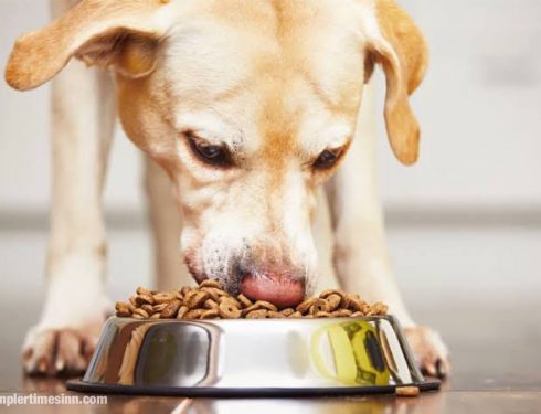 สุนัขควรกินวันละกี่ครั้ง?