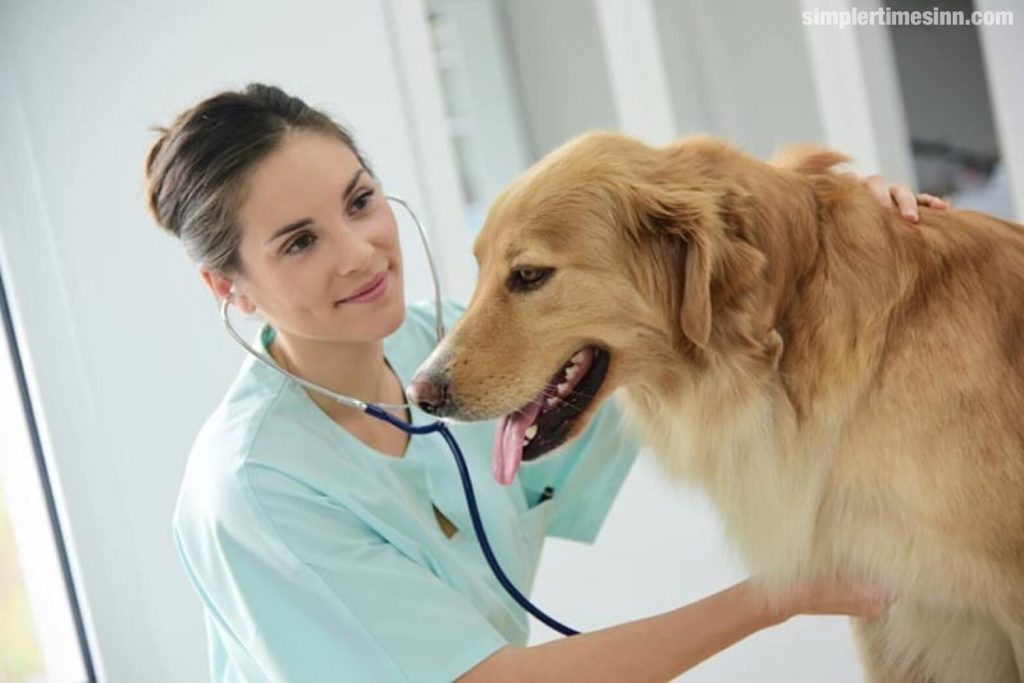 โรคตับในสุนัข เป็นปัญหาทั่วไปที่พบในการปฏิบัติการดูแลเบื้องต้น อย่างไรก็ตาม การวินิจฉัยโรคตับอาจเป็นเรื่องที่ท้าทาย 