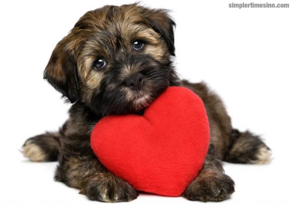 โรคหัวใจ เป็นปัญหาที่พบบ่อยในสุนัข และเช่นเดียวกับในคน อาจเกิดจากสภาวะแวดล้อมที่หลากหลาย รวมถึงการเสื่อมสภาพของลิ้นหัวใจ 