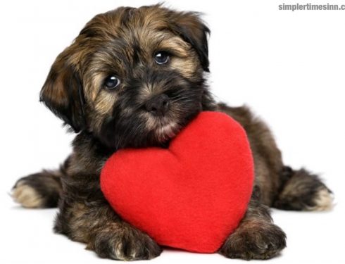 โรคหัวใจ ในสุนัข มีอาการอย่างไร