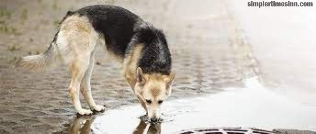 โรคฉี่หนู ในสุนัขคือการติดเชื้อแบคทีเรียที่แพร่กระจายผ่านกระแสเลือด สุนัขอาจติดเชื้อเลปโตสไปโรซิสจากแอ่งน้ำหรือแหล่งน้ำ