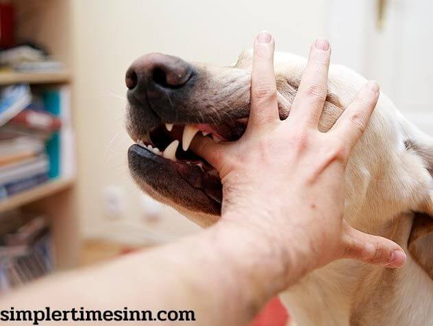 การปฐมพยาบาลเมื่อถูกสุนัขกัด สุนัขไม่ใช่เพื่อนที่ดีที่สุดของมนุษย์เสมอไป! หากคุณเคยถูกสุนัขกัด คุณจะรู้ว่าเหตุการณ์นี้น่ากลัวเพียงใด