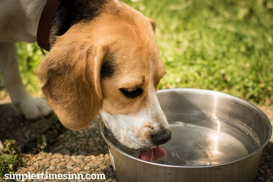 จะทำอย่างไรเมื่อสุนัขของคุณขาดน้ำ ปฏิบัติตาม 5 ขั้นตอนเหล่านี้เพื่อหลีกเลี่ยงการเป็นผู้เชี่ยวชาญด้านการสูญเสียน้ำของสุนัข