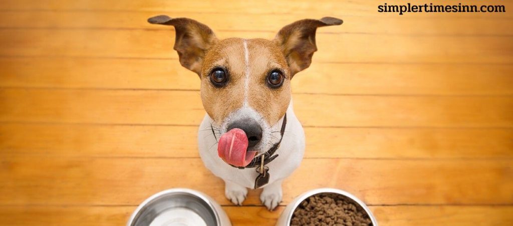 มีอาหารสุนัขที่ทำจากแมลงหรือไม่? ใช่ ฟังดูแปลกๆ มีอาหารสุนัขหลายชนิดในตลาดที่ทำมาจากโปรตีนจากแมลง อาหารสุนัขเหล่านี้เป็นทางเลือกแทนอาหาร