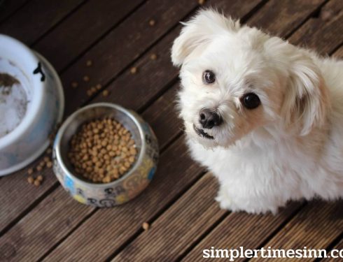 อาหารสุนัขคุณภาพดี ที่สุดเพื่อสุขภาพสุนัขของคุณ