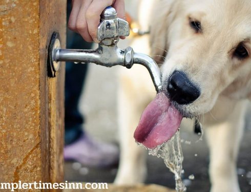 จะทำอย่างไรเมื่อสุนัขของคุณขาดน้ำ