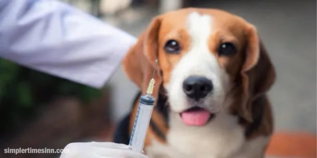โรคโคโรนาไวรัสในสุนัข เป็นโรคเกี่ยวกับลำไส้ของสุนัข โดยเฉพาะในลูกสุนัข แม้ว่าโดยทั่วไปจะเป็นโรคที่ไม่รุนแรงซึ่งมีอาการเพียงเล็กน้อย
