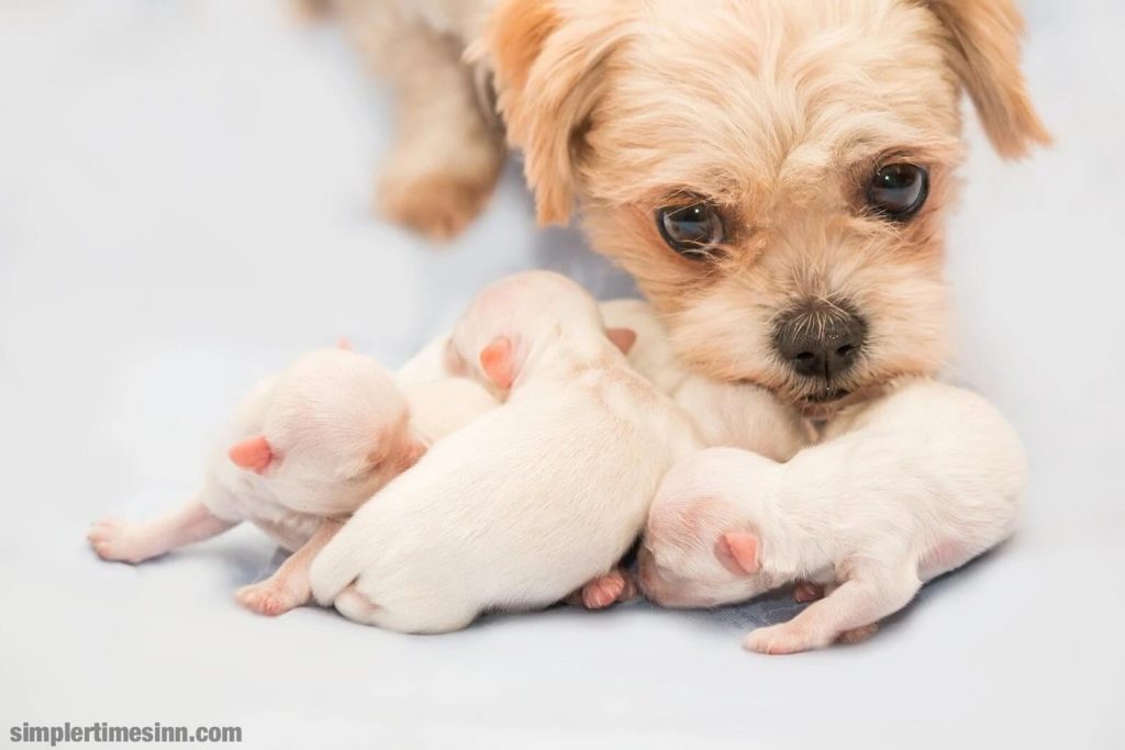 ไวรัสเริมสุนัข (CHV) เป็นโรคไวรัสที่ร้ายแรงและมักทำให้เสียชีวิตในลูกสุนัข ในสุนัขโตเต็มวัย อาจทำให้เกิดโรคตา การติดเชื้อทางเดินหายใจส่วนบน