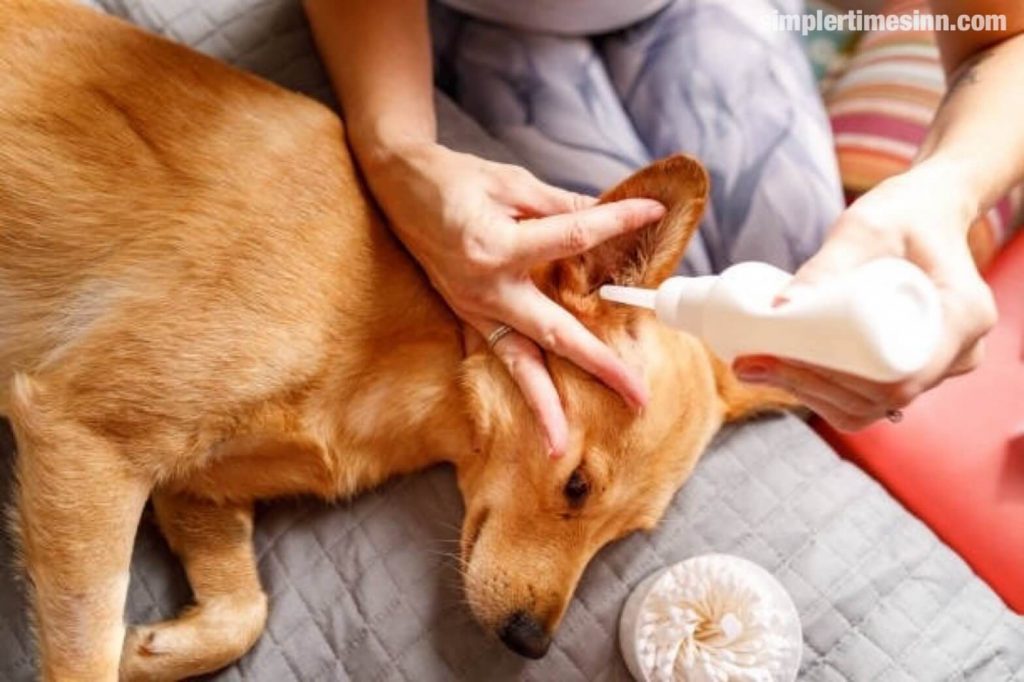 ไรในหู ในลูกสุนัข อาจไม่เป็นอันตรายถึงชีวิตเท่ากับเห็บหรือพยาธิหนอนหัวใจ แต่ก็ยังทำให้ชีวิตเพื่อนขนยาวของคุณไม่เป็นที่พอใจได้