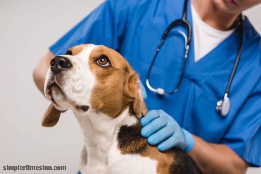 โรคโลหิตจางในสุนัข เกิดขึ้นเมื่อมีเซลล์เม็ดเลือดแดงหมุนเวียนในเลือดไม่เพียงพอเพื่อรองรับการทำงานของร่างกายตามปกติ