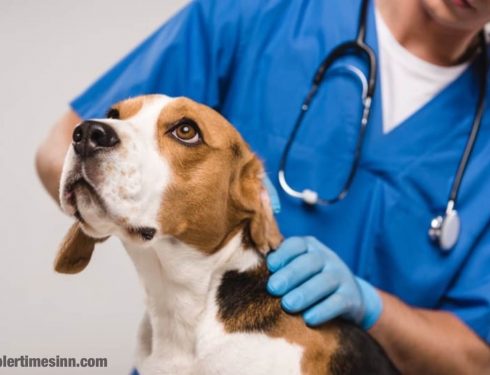 โรคโลหิตจางในสุนัข คืออะไร?