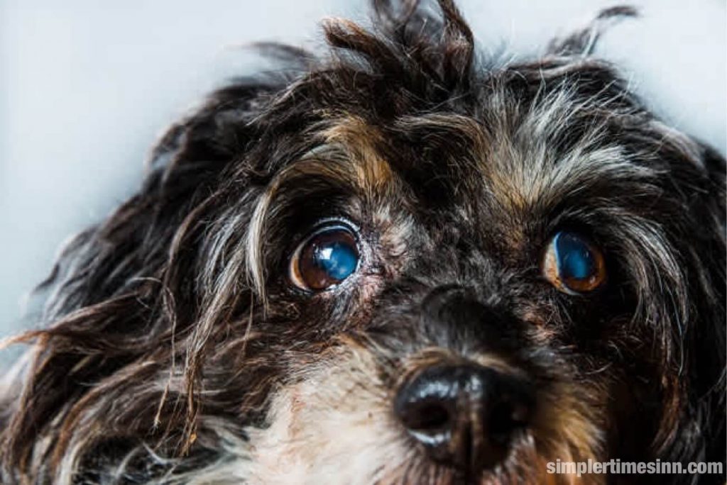 สุนัขสามารถพัฒนาโรคต้อหินได้เช่นเดียวกับคน โรคต้อหิน เกิดขึ้นเมื่อความไม่สมดุลในการผลิตและการระบายน้ำของของเหลวในดวงตา 
