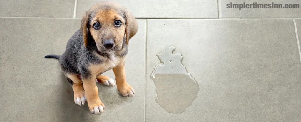 โรคทางเดินปัสสาวะในสุนัข มักพบในสุนัขพันธ์ุเล็ก โดยเกิดขึ้นในสุนัขมากถึง 27% 1การติดเชื้อเกือบทั้งหมดเกิดจากแบคทีเรียที่ทำให้เกิดโรค