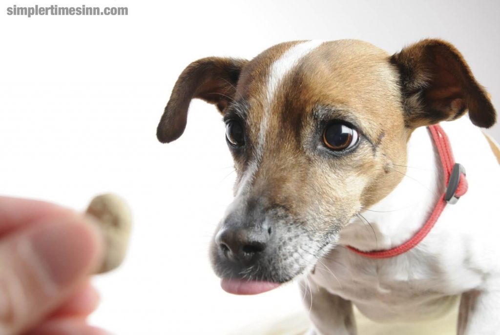 นิ่วในกระเพาะปัสสาวะในสุนัข เป็นภาวะที่พบได้บ่อยในสุนัขทั้งตัวผู้และตัวเมียทุกวัย สุนัขบางสายพันธุ์มีแนวโน้มที่จะมีนิ่วในกระเพาะปัสสาวะ