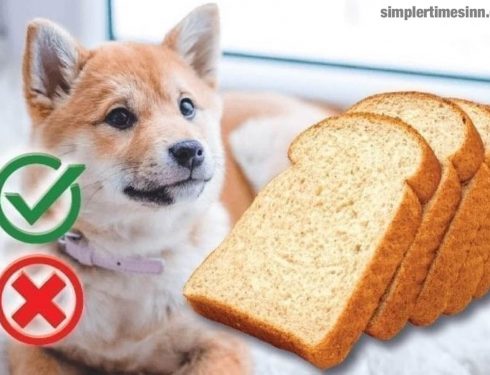 สุนัขสามารถกินขนมปังได้หรือไม่?