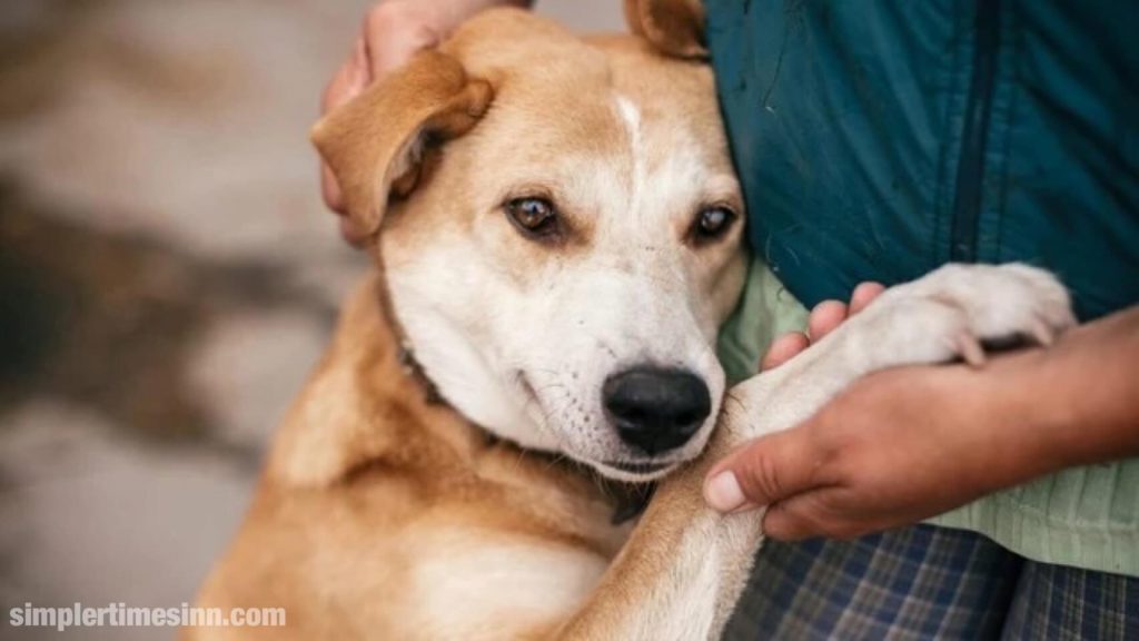 มะเร็งกระเพาะปัสสาวะในสุนัข เป็นมะเร็งระยะลุกลามที่มักแพร่กระจายไปยังส่วนอื่นๆ ของร่างกายสุนัข แม้ว่าจะมีหลายทางเลือกในการรักษา