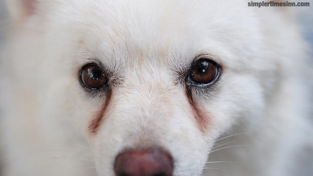 คราบน้ำตาในสุนัข เป็นปัญหาทั่วไป โดยจะเห็นได้จากรอยสีน้ำตาลแดงรอบดวงตาของสุนัข ซึ่งเห็นได้ง่ายที่สุดในสุนัขที่มีขนสีขาวหรือสีอ่อน