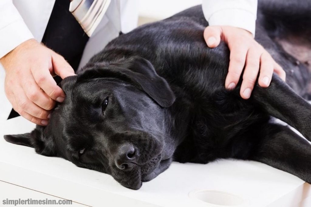 ตับอ่อนอักเสบในสุนัข หมายถึงการอักเสบของตับอ่อนและเกิดจากการกระตุ้นของเอนไซม์ย่อยอาหารภายในตับอ่อน เนื่องจากความเสียหายของตับอ่อน