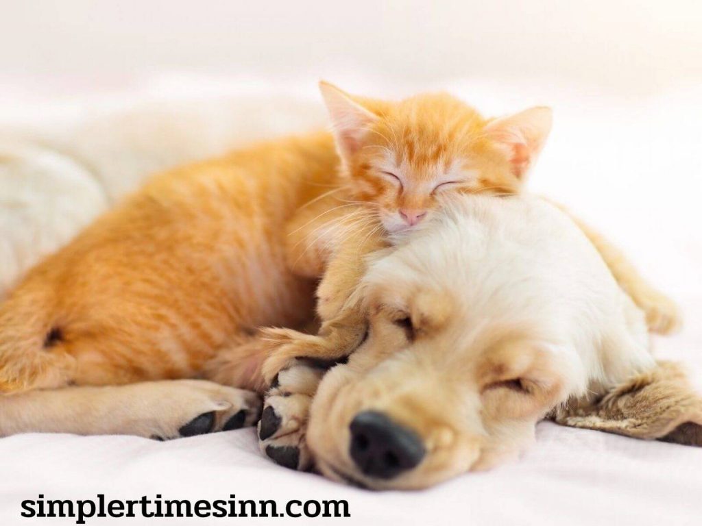 แมวฉลาดกว่าสุนัข จริงหรือไม่ ในอดีต แมวและสุนัขมีความขัดแย้งกัน ส่งผลให้เจ้าของสัตว์เลี้ยงจัดประเภทตัวเองว่าเป็นคนสุนัขหรือแมว
