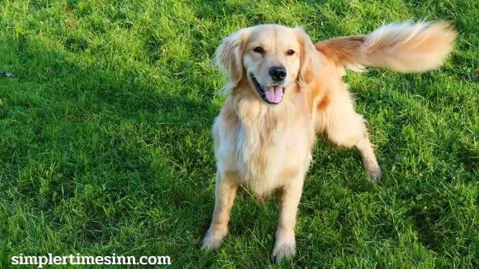 ทำไมสุนัขถึงกระดิกหาง? เรามักคิดว่าการขยับหางเป็นการบ่งบอกว่าสุนัขของเรามีความสุข แต่การวิจัยเมื่อเร็ว ๆ นี้แสดงให้เห็นว่าการกระดิกหาง