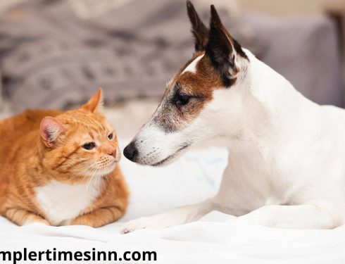 ทำไมแมวถึงเลี้ยงง่ายกว่าสุนัข