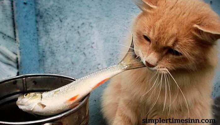 ทำไมแมวถึงชอบปลา แมวส่วนใหญ่ดูเหมือนจะรักปลา และเป็นสิ่งที่เราเห็นบ่อยในภาพยนตร์ หนังสือ และการ์ตูน แต่ทำไมแมวถึงชอบปลามาก?