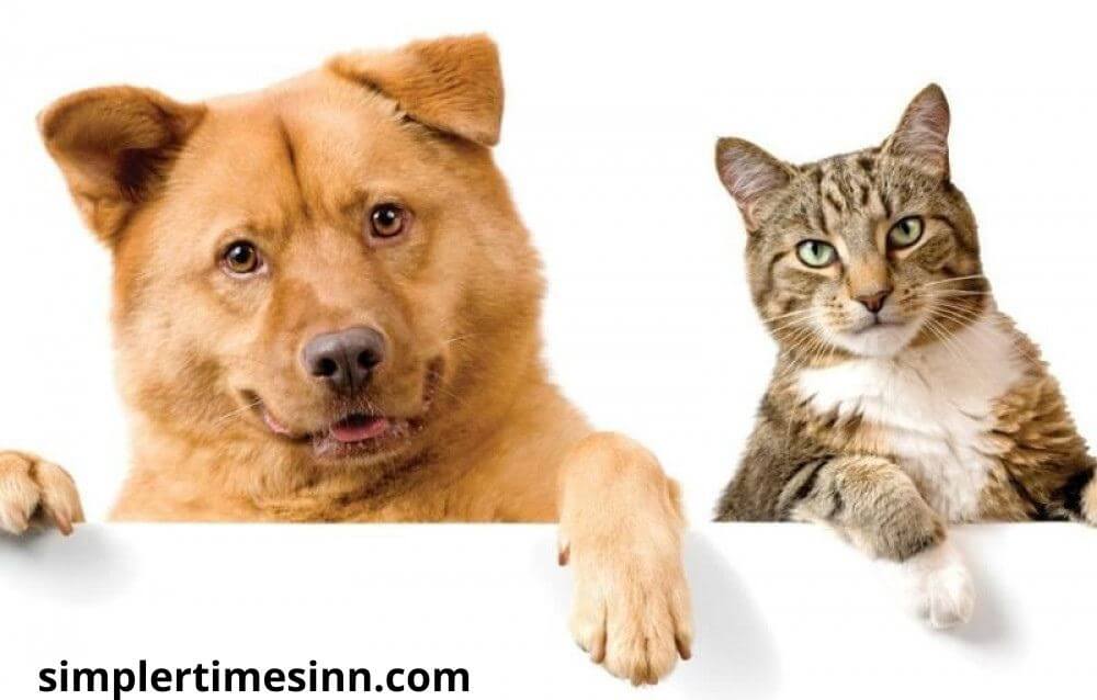 ทำไมแมวถึงเลี้ยงง่ายกว่าสุนัข แมวกับสุนัข  ตราบใดที่พวกเขาได้รับการเลี้ยงดู ประชากรจะถูกแบ่งออกเป็นผู้ที่ชอบแมวและผู้ที่ชอบสุนัข