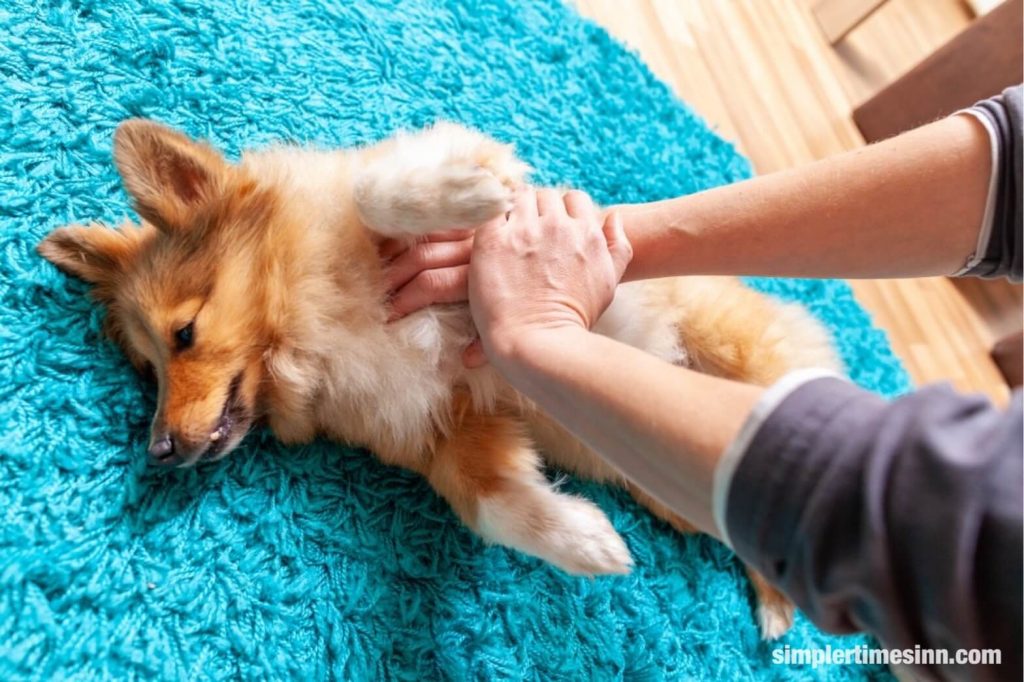 แม้ว่าอาการ ภาวะหัวใจวายในสุนัข เป็นเรื่องที่หาได้ยากในสุนัขส่วนใหญ่ แต่ก็สามารถเกิดขึ้นได้ในสุนัขทุกสายพันธุ์ 