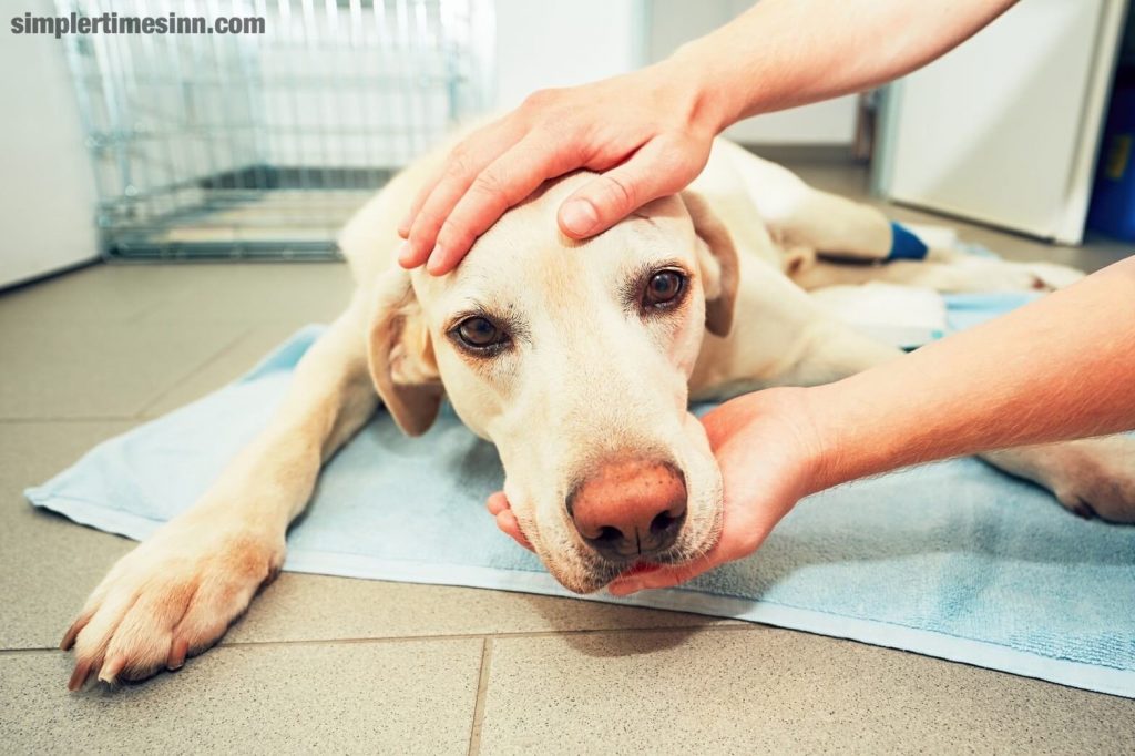 สุนัขมีอาการชัก การรู้ว่าต้องทำอะไรในสถานการณ์เช่นนี้ไม่เพียงแต่ช่วยให้เจ้าของสงบสติอารมณ์ แต่ยังช่วยดูแลและป้องกันอาการชักของสุนัขได้อีกด้วย