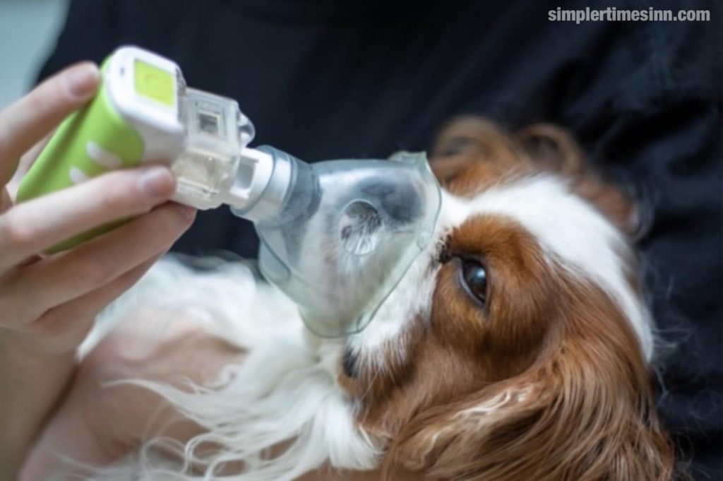โรคระบบทางเดินหายใจในสุนัข เช่น อาการไอของสุนัข  และโรคปอดบวม เป็นการติดเชื้อในหลอดลมของสุนัขและทางเดินหายใจขนาดใหญ่ของปอด
