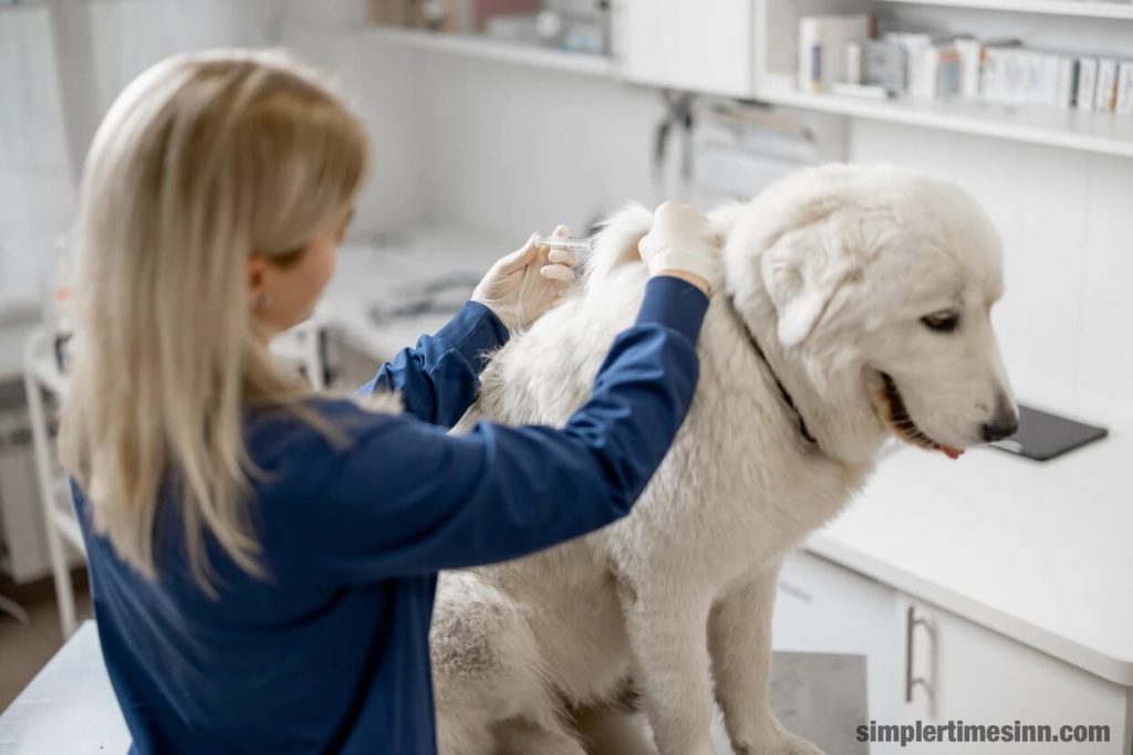 โรคพิษสุนัขบ้าก็เป็นอันตรายถึงชีวิต ไม่มีทางรักษา มีแต่การป้องกัน ต่อไปนี้ เป็นวิธี การป้องกันโรคพิษสุนัขบ้าสำหรับสุนัข 
