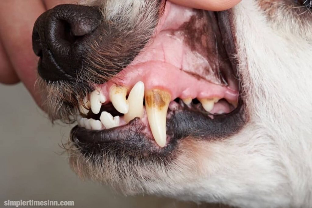 ปากสุนัขของคุณสามารถติดเชื้อแบคทีเรียที่เรียกว่า โรคปริทันต์ ได้ โดยปกติ โรคปริทันต์ในสุนัข เกิดจากการสะสมของคราบพลัคและหินปูนบนฟัน