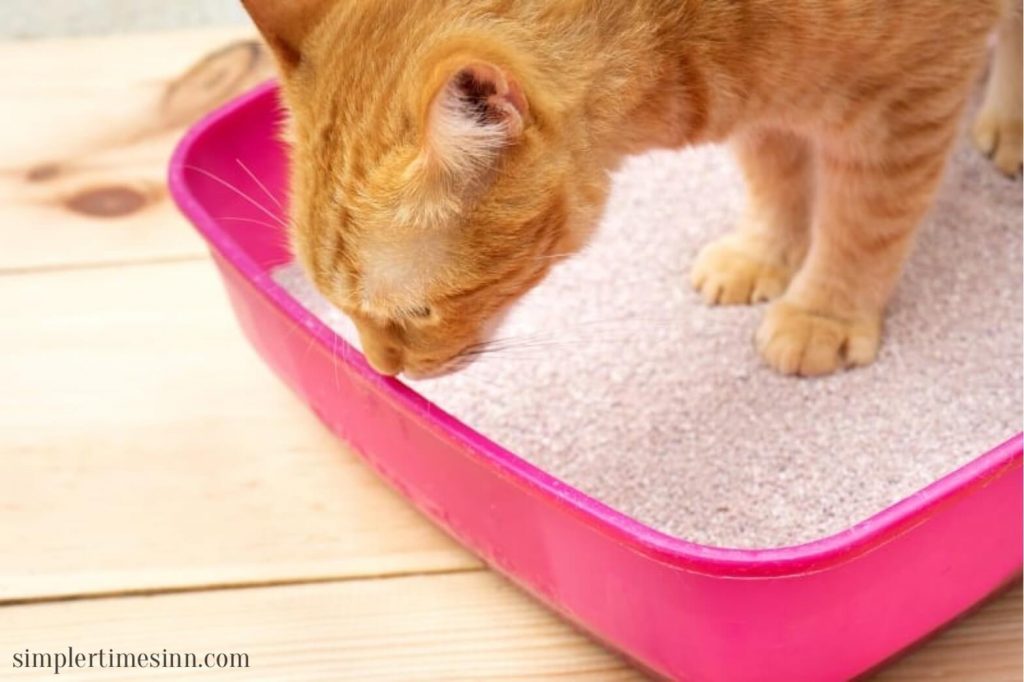 แม้ว่า อาการท้องผูกของแมว เป็นปัญหาที่พบได้บ่อย แต่สาเหตุและอาการอาจแตกต่างอย่างมากจากแมวตัวหนึ่งไปสู่อีกตัวหนึ่ง 