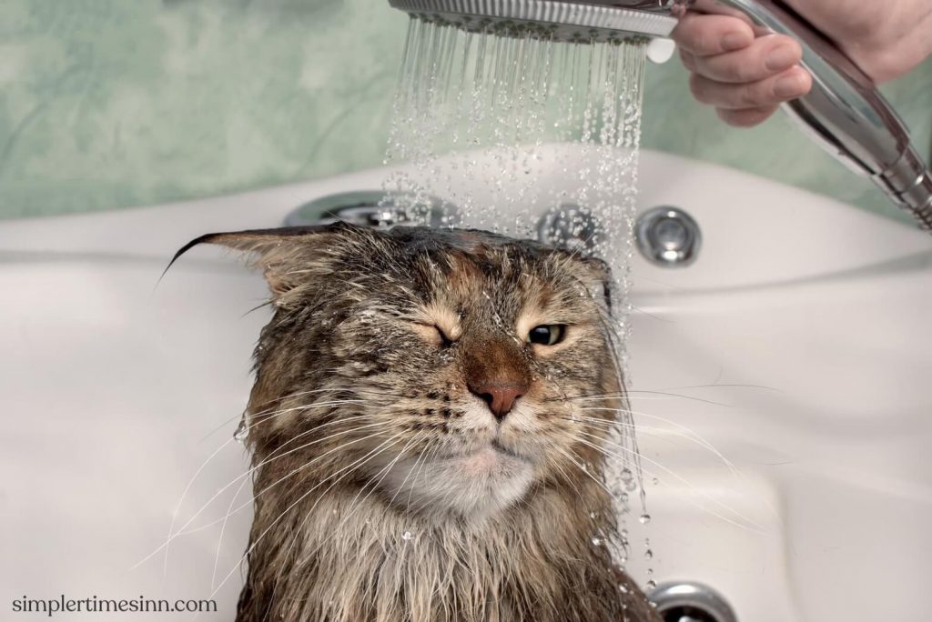 แมวสามารถตัดขนได้ด้วยตัวเอง แต่พวกมันก็ทำให้ตัวเองสกปรกได้เช่นกัน ซึ่งกรณีนี้การแปรงฟันและเช็ดอาจไม่เพียงพอ ดังนั้น แมวควรอาบน้ำบ่อยแค่ไหน?