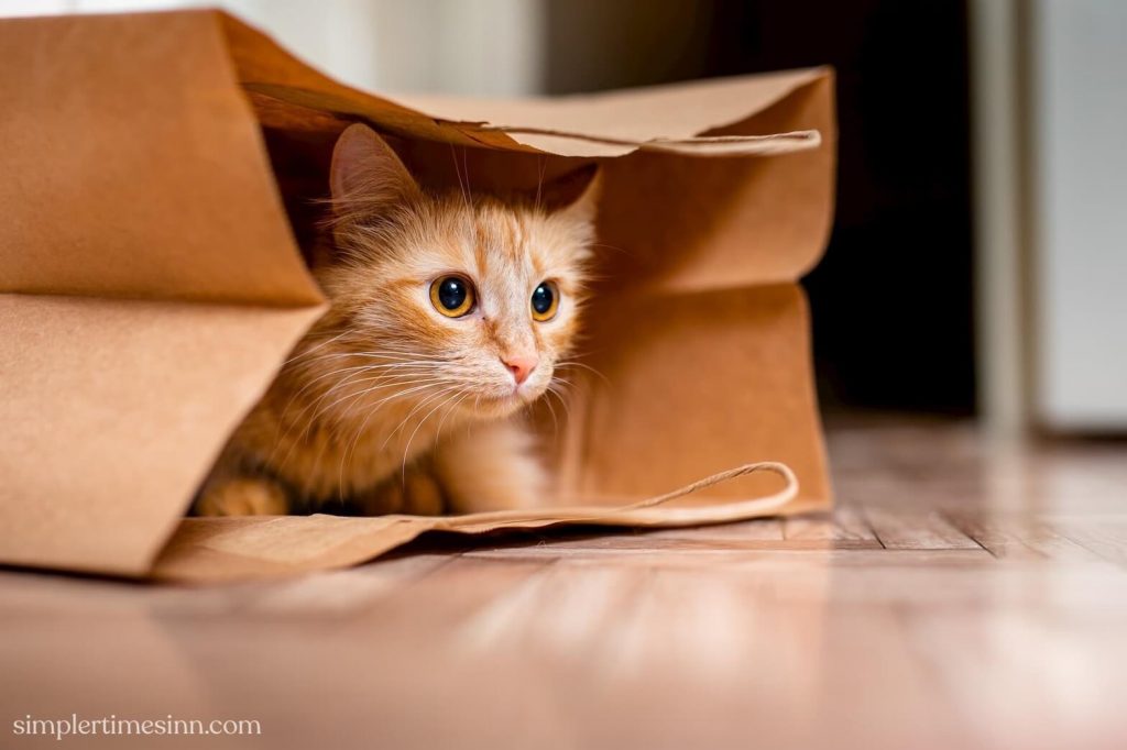 คุณเคยสงสัยหรือไม่ว่าทำไม ทำไมแมวชอบซ่อนตัว?  แมวชอบที่จะเข้าไปในพื้นที่เล็กๆ เช่น ลิ้นชัก อ่างล้างหน้า ใต้เตียง และในกล่อง 